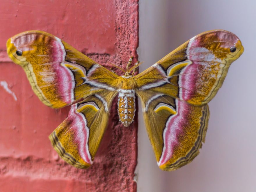 Cosa vuol dire quando entra una falena in casa?